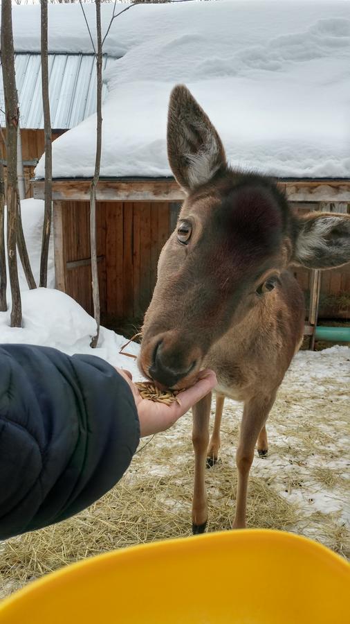 Hebergement Cerfs-Tifie fermette Saint-Félix-d'Otis Eksteriør billede