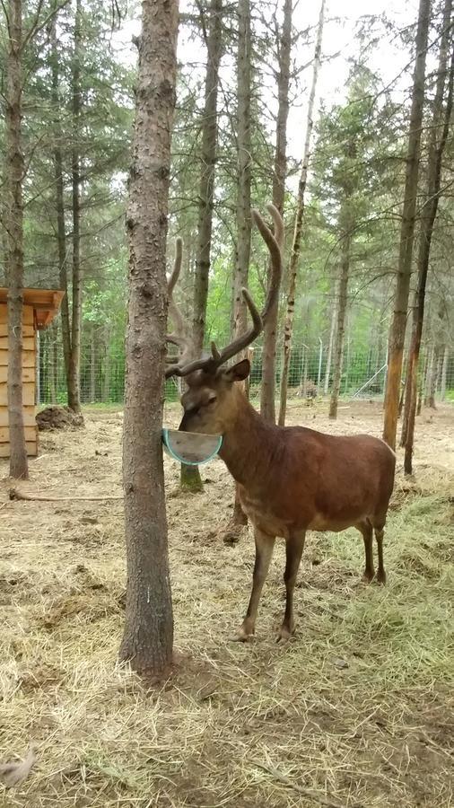 Hebergement Cerfs-Tifie fermette Saint-Félix-d'Otis Eksteriør billede